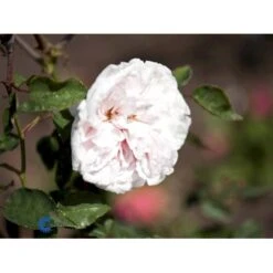'Souvenier De La Malmaison' Rosa Bourboniana 'Souvenier De La Malmaison' (Bourbonrose) A-Kvalitet,- Barrods Roser Min. 3 Grene 6 'Souvenier De La Malmaison' Rosa Bourboniana 'Souvenier De La Malmaison' (Bourbonrose) A-Kvalitet,- Barrods Roser Min. 3 Grene -Plantetorvet fi5126 rosa souvenir de la malmaison f191