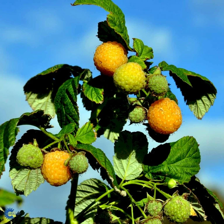 Efterårs Hindbær 'Fallgold' Rubus Idaeus 'Fallgold' Barrods,- 8-10 mm. rodhals. Efterårs Hindbær 'Fallgold' Rubus Idaeus 'Fallgold' Barrods,- 8-10 Mm. Rodhals. -Plantetorvet fi512 rubus idaeus fallgold b7df