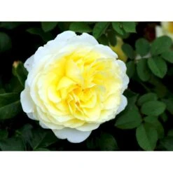 'Stockholm'™ Rosa X 'Stockholm'™ (Slotsrose) A-Kvalitet,- Barrods Roser Min. 3 Grene -Plantetorvet fi5142 rosa stockholm tm poulcas033 n 48a2