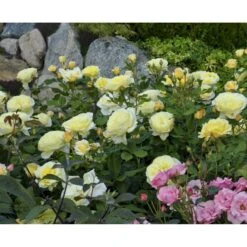 'Stockholm'™ Rosa X 'Stockholm'™ (Slotsrose) A-Kvalitet,- Barrods Roser Min. 3 Grene -Plantetorvet fi5142 rosa stockholm tm poulcas033 n 8953
