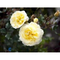 'Stockholm'™ Rosa X 'Stockholm'™ (Slotsrose) A-Kvalitet,- Barrods Roser Min. 3 Grene -Plantetorvet fi5142 rosa stockholm tm poulcas033 n a07e