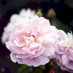 'Strawberry Hill' Rosa X 'Strawberry Hill' (Engelsk Rose) A-Kvalitet,- Barrods Roser Min. 3 Grene 9 'Strawberry Hill' Rosa X 'Strawberry Hill' (Engelsk Rose) A-Kvalitet,- Barrods Roser Min. 3 Grene -Plantetorvet fi5143 rosa strawberry hill ausrimini 74f2