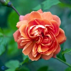 'Summer Song'™ Rosa X 'Summer Song'™ (Engelsk Rose) A-Kvalitet,- Barrods Roser Min. 3 Grene -Plantetorvet fi5151 rosa summer song austango 141b