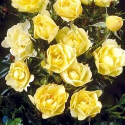 'Sun Cover'® Rosa X 'Sun Cover'® (Bunddækkerose) A-Kvalitet,- Barrods Roser Min. 3 Grene 8 'Sun Cover'® Rosa X 'Sun Cover'® (Bunddækkerose) A-Kvalitet,- Barrods Roser Min. 3 Grene -Plantetorvet fi5154 rosa sun cover poulurt n e4ae