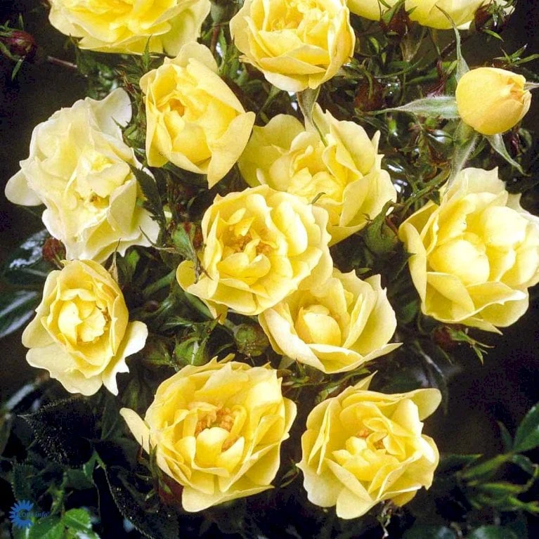 'Sun Cover'® Rosa X 'Sun Cover'® (Bunddækkerose) A-Kvalitet,- barrods roser min. 3 grene 'Sun Cover'® Rosa X 'Sun Cover'® (Bunddækkerose) A-Kvalitet,- Barrods Roser Min. 3 Grene -Plantetorvet fi5154 rosa sun cover poulurt n e4ae