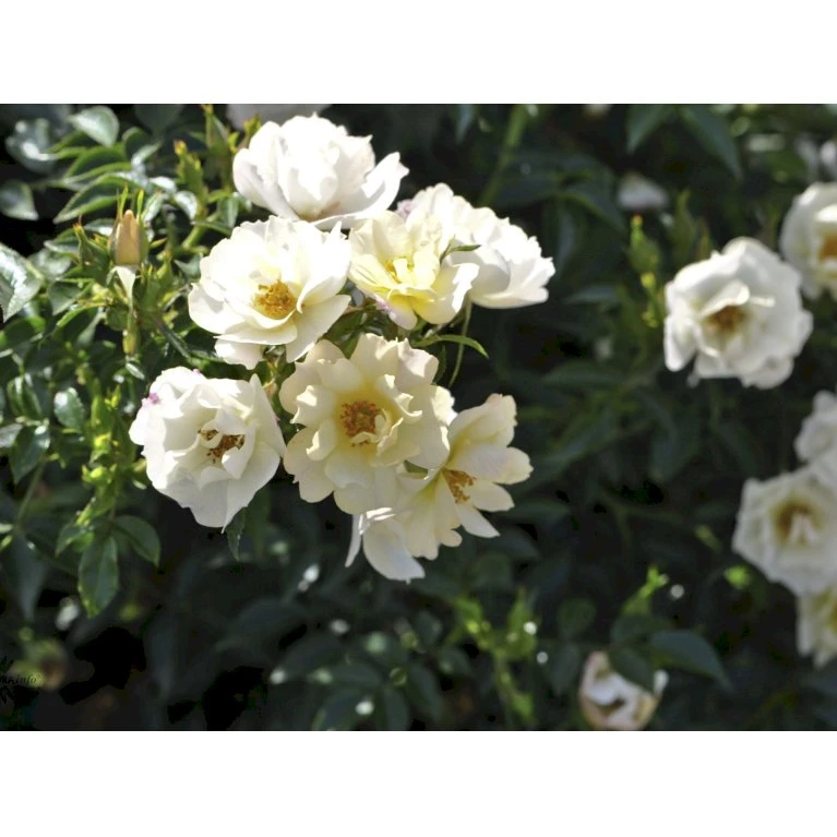 'Sun Cover'® Rosa X 'Sun Cover'® (Bunddækkerose) A-Kvalitet,- barrods roser min. 3 grene 'Sun Cover'® Rosa X 'Sun Cover'® (Bunddækkerose) A-Kvalitet,- Barrods Roser Min. 3 Grene -Plantetorvet fi5154 rosa sun cover poulurt n eaff