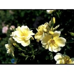 'Sunburst Border'® Rosa X 'Sunburst Border'® (Bunddækkerose) A-Kvalitet,- Barrods Roser Min. 3 Grene 10 'Sunburst Border'® Rosa X 'Sunburst Border'® (Bunddækkerose) A-Kvalitet,- Barrods Roser Min. 3 Grene -Plantetorvet fi5157 rosa sunburst border poulaksel n c7a7