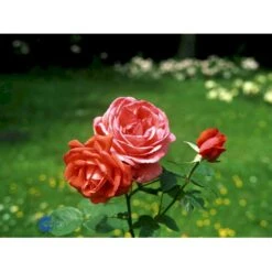 'Super Star'® Rosa X 'Super Star'® (Storblomstrende) A-Kvalitet,- Barrods Roser Min. 3 Grene -Plantetorvet fi5165 rosa super star 2f00