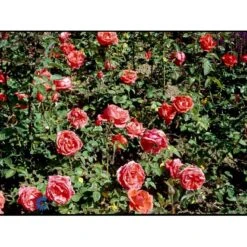 'Super Star'® Rosa X 'Super Star'® (Storblomstrende) A-Kvalitet,- Barrods Roser Min. 3 Grene -Plantetorvet fi5165 rosa super star 4e46