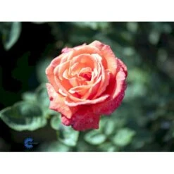 'Super Star'® Rosa X 'Super Star'® (Storblomstrende) A-Kvalitet,- Barrods Roser Min. 3 Grene -Plantetorvet fi5165 rosa super star ae91