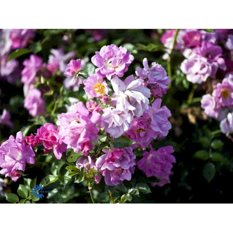 'Supreme Cover'® Rosa X 'Supreme Cover'® (Bunddækkerose) A-Kvalitet,- barrods roser min. 3 grene 'Supreme Cover'® Rosa X 'Supreme Cover'® (Bunddækkerose) A-Kvalitet,- Barrods Roser Min. 3 Grene -Plantetorvet fi5166 rosa supreme cover poulor n 311a