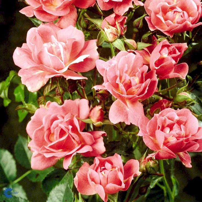 'Supreme Cover'® Rosa X 'Supreme Cover'® (Bunddækkerose) A-Kvalitet,- barrods roser min. 3 grene 'Supreme Cover'® Rosa X 'Supreme Cover'® (Bunddækkerose) A-Kvalitet,- Barrods Roser Min. 3 Grene -Plantetorvet fi5166 rosa supreme cover poulor n 74dd