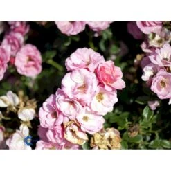 'Sweet Cover'® Rosa X 'Sweet Cover'® (Bunddækkerose) A-Kvalitet,- Barrods Roser Min. 3 Grene -Plantetorvet fi5174 rosa sweet cover poulweeto n 7f03