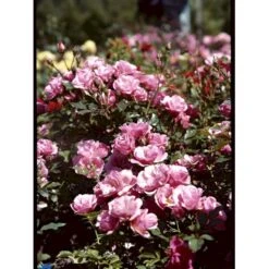'Sweet Cover'® Rosa X 'Sweet Cover'® (Bunddækkerose) A-Kvalitet,- Barrods Roser Min. 3 Grene -Plantetorvet fi5174 rosa sweet cover poulweeto n e2dc