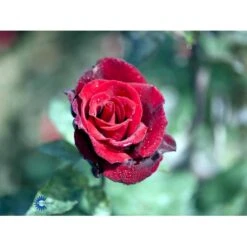 'Barkarole'® Rosa X 'Barkarole'® (Storblomstrende) A-Kvalitet,- Barrods Roser Min. 3 Grene 7 'Barkarole'® Rosa X 'Barkarole'® (Storblomstrende) A-Kvalitet,- Barrods Roser Min. 3 Grene -Plantetorvet fi5189 rosa tanelorak 18c2