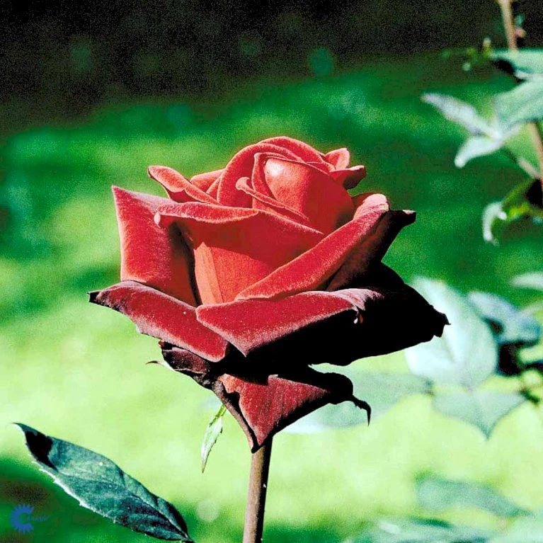 'Barkarole'® Rosa X 'Barkarole'® (Storblomstrende) A-Kvalitet,- barrods roser min. 3 grene 'Barkarole'® Rosa X 'Barkarole'® (Storblomstrende) A-Kvalitet,- Barrods Roser Min. 3 Grene -Plantetorvet fi5189 rosa tanelorak aaff