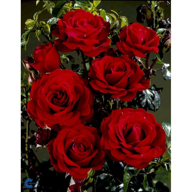 'That's Jazz'™ Rosa X 'That's Jazz'™ (Slyngrose) A-Kvalitet,- barrods roser min. 3 grene 'That's Jazz'™ Rosa X 'That's Jazz'™ (Slyngrose) A-Kvalitet,- Barrods Roser Min. 3 Grene -Plantetorvet fi5209 rosa that s jazz poulnorm n 46e4