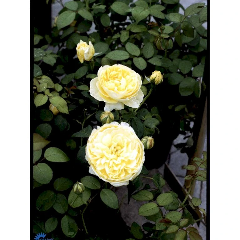 'The Pilgrim' Rosa X 'The Pilgrim' (Engelsk Rose) A-Kvalitet,- barrods roser min. 3 grene 'The Pilgrim' Rosa X 'The Pilgrim' (Engelsk Rose) A-Kvalitet,- Barrods Roser Min. 3 Grene -Plantetorvet fi5220 rosa the pilgrim auswalker 0f4f