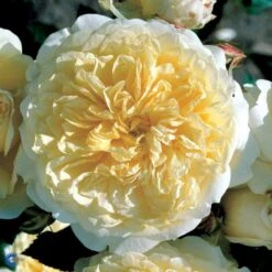 'The Pilgrim' Rosa X 'The Pilgrim' (Engelsk Rose) A-Kvalitet,- Barrods Roser Min. 3 Grene 19 'The Pilgrim' Rosa X 'The Pilgrim' (Engelsk Rose) A-Kvalitet,- Barrods Roser Min. 3 Grene -Plantetorvet fi5220 rosa the pilgrim auswalker 26b4