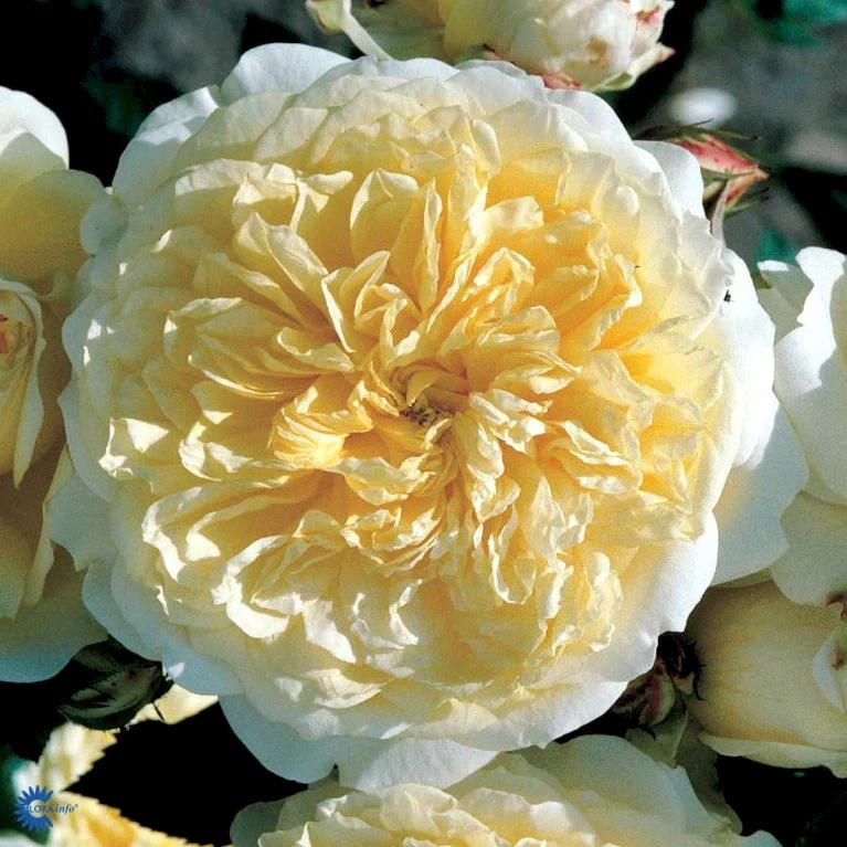 'The Pilgrim' Rosa X 'The Pilgrim' (Engelsk Rose) A-Kvalitet,- barrods roser min. 3 grene 'The Pilgrim' Rosa X 'The Pilgrim' (Engelsk Rose) A-Kvalitet,- Barrods Roser Min. 3 Grene -Plantetorvet fi5220 rosa the pilgrim auswalker 26b4