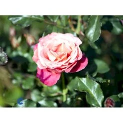 'Thor Heyerdahl' Rosa X 'Thor Heyerdahl' (Storblomstrende) A-Kvalitet,- Barrods Roser Min. 3 Grene -Plantetorvet fi5230 rosa thor heyerdahl 8ecf