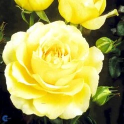 'Tivoli 150'™ Rosa X 'Tivoli 150'™ A-Kvalitet,- Barrods Roser Min. 3 Grene -Plantetorvet fi5236 rosa tivoli 150 poulduce n cb39