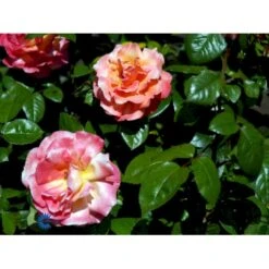 'Troika' Rosa X 'Troika' (Storblomstrende) A-Kvalitet,- Barrods Roser Min. 3 Grene -Plantetorvet fi5260 rosa troika n 4988