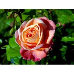 'Troika' Rosa X 'Troika' (Storblomstrende) A-Kvalitet,- Barrods Roser Min. 3 Grene -Plantetorvet fi5260 rosa troika n b04a