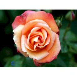 'Troika' Rosa X 'Troika' (Storblomstrende) A-Kvalitet,- Barrods Roser Min. 3 Grene -Plantetorvet fi5260 rosa troika n c055