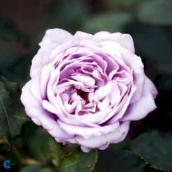 'Twice In A Blue Moon'® Rosa X 'Twice In A Blue Moon'® (Storblomstrende) A-Kvalitet,- Barrods Roser Min. 3 Grene -Plantetorvet fi5265 rosa twice in blue moon bf80