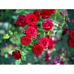 'Velvet Cover'® Rosa X 'Velvet Cover'® (Bunddækkerose) A-Kvalitet,- Barrods Roser Min. 3 Grene 6 'Velvet Cover'® Rosa X 'Velvet Cover'® (Bunddækkerose) A-Kvalitet,- Barrods Roser Min. 3 Grene -Plantetorvet fi5277 rosa velvet cover poulria n 820f