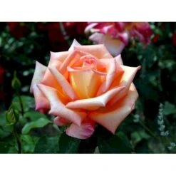 'Victor Borge'™ Rosa X 'Victor Borge'™ (Storblomstrende) A-Kvalitet,- Barrods Roser Min. 3 Grene 9 'Victor Borge'™ Rosa X 'Victor Borge'™ (Storblomstrende) A-Kvalitet,- Barrods Roser Min. 3 Grene -Plantetorvet fi5283 rosa victor borge poulvue n 221f