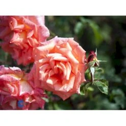 'Victor Borge'™ Rosa X 'Victor Borge'™ (Storblomstrende) A-Kvalitet,- Barrods Roser Min. 3 Grene 8 'Victor Borge'™ Rosa X 'Victor Borge'™ (Storblomstrende) A-Kvalitet,- Barrods Roser Min. 3 Grene -Plantetorvet fi5283 rosa victor borge poulvue n 7414