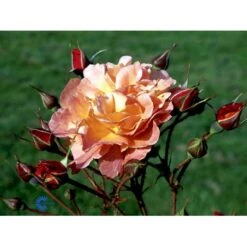 'Westerland'® Rosa X 'Westerland'® (Slyngrose) A-Kvalitet,- Barrods Roser Min. 3 Grene 13 'Westerland'® Rosa X 'Westerland'® (Slyngrose) A-Kvalitet,- Barrods Roser Min. 3 Grene -Plantetorvet fi5307 rosa westerland 97e8