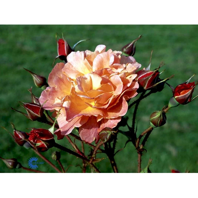'Westerland'® Rosa X 'Westerland'® (Slyngrose) A-Kvalitet,- barrods roser min. 3 grene 'Westerland'® Rosa X 'Westerland'® (Slyngrose) A-Kvalitet,- Barrods Roser Min. 3 Grene -Plantetorvet fi5307 rosa westerland 97e8