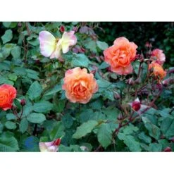 'Westerland'® Rosa X 'Westerland'® (Slyngrose) A-Kvalitet,- Barrods Roser Min. 3 Grene 10 'Westerland'® Rosa X 'Westerland'® (Slyngrose) A-Kvalitet,- Barrods Roser Min. 3 Grene -Plantetorvet fi5307 rosa westerland a556