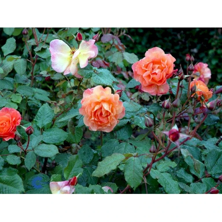 'Westerland'® Rosa X 'Westerland'® (Slyngrose) A-Kvalitet,- barrods roser min. 3 grene 'Westerland'® Rosa X 'Westerland'® (Slyngrose) A-Kvalitet,- Barrods Roser Min. 3 Grene -Plantetorvet fi5307 rosa westerland a556