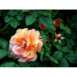 'Westerland'® Rosa X 'Westerland'® (Slyngrose) A-Kvalitet,- Barrods Roser Min. 3 Grene 12 'Westerland'® Rosa X 'Westerland'® (Slyngrose) A-Kvalitet,- Barrods Roser Min. 3 Grene -Plantetorvet fi5307 rosa westerland a7e6
