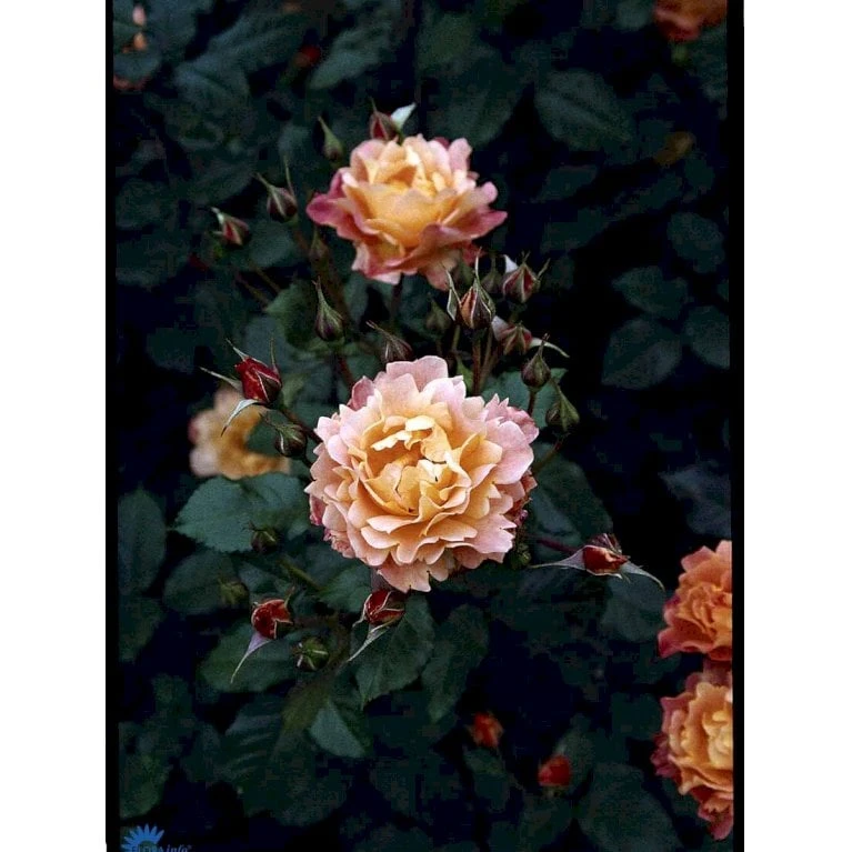 'Westerland'® Rosa X 'Westerland'® (Slyngrose) A-Kvalitet,- barrods roser min. 3 grene 'Westerland'® Rosa X 'Westerland'® (Slyngrose) A-Kvalitet,- Barrods Roser Min. 3 Grene -Plantetorvet fi5307 rosa westerland b8a5