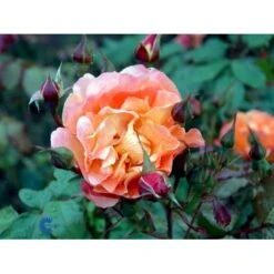 'Westerland'® Rosa X 'Westerland'® (Slyngrose) A-Kvalitet,- Barrods Roser Min. 3 Grene 11 'Westerland'® Rosa X 'Westerland'® (Slyngrose) A-Kvalitet,- Barrods Roser Min. 3 Grene -Plantetorvet fi5307 rosa westerland f510