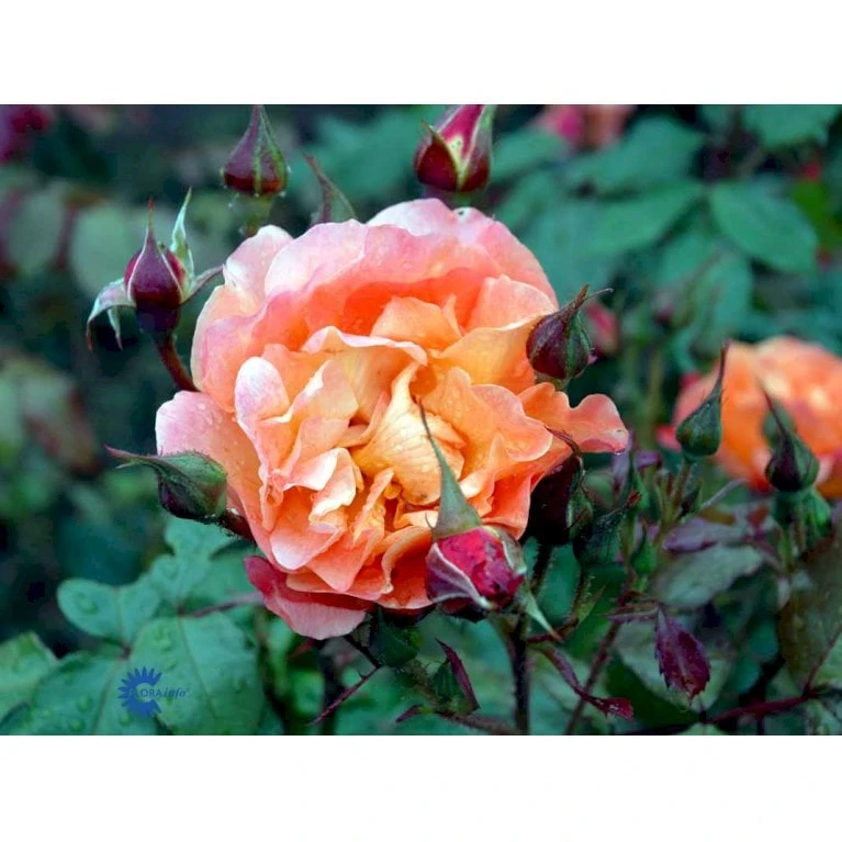 'Westerland'® Rosa X 'Westerland'® (Slyngrose) A-Kvalitet,- barrods roser min. 3 grene 'Westerland'® Rosa X 'Westerland'® (Slyngrose) A-Kvalitet,- Barrods Roser Min. 3 Grene -Plantetorvet fi5307 rosa westerland f510