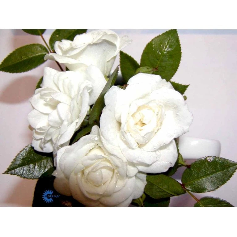 'White Cover'® Rosa X 'White Cover'® (Bunddækkerose) A-Kvalitet,- barrods roser min. 3 grene 'White Cover'® Rosa X 'White Cover'® (Bunddækkerose) A-Kvalitet,- Barrods Roser Min. 3 Grene -Plantetorvet fi5313 rosa white cover poulcov n 2e03