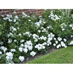 'White Cover'® Rosa X 'White Cover'® (Bunddækkerose) A-Kvalitet,- Barrods Roser Min. 3 Grene 10 'White Cover'® Rosa X 'White Cover'® (Bunddækkerose) A-Kvalitet,- Barrods Roser Min. 3 Grene -Plantetorvet fi5313 rosa white cover poulcov n 6e37