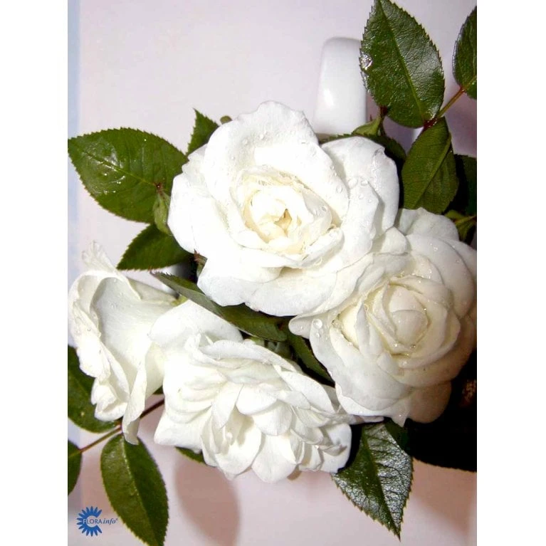 'White Cover'® Rosa X 'White Cover'® (Bunddækkerose) A-Kvalitet,- barrods roser min. 3 grene 'White Cover'® Rosa X 'White Cover'® (Bunddækkerose) A-Kvalitet,- Barrods Roser Min. 3 Grene -Plantetorvet fi5313 rosa white cover poulcov n 849b