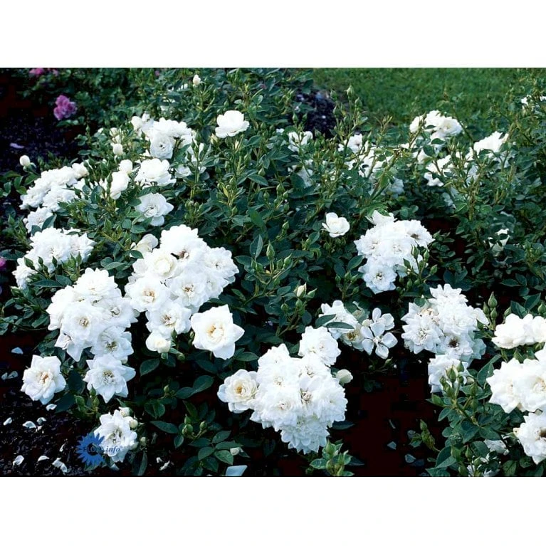 'White Cover'® Rosa X 'White Cover'® (Bunddækkerose) A-Kvalitet,- barrods roser min. 3 grene 'White Cover'® Rosa X 'White Cover'® (Bunddækkerose) A-Kvalitet,- Barrods Roser Min. 3 Grene -Plantetorvet fi5313 rosa white cover poulcov n 9218