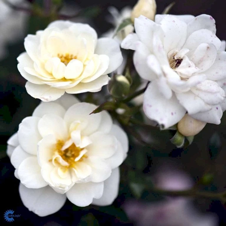 'White Cover'® Rosa X 'White Cover'® (Bunddækkerose) A-Kvalitet,- barrods roser min. 3 grene 'White Cover'® Rosa X 'White Cover'® (Bunddækkerose) A-Kvalitet,- Barrods Roser Min. 3 Grene -Plantetorvet fi5313 rosa white cover poulcov n d83c
