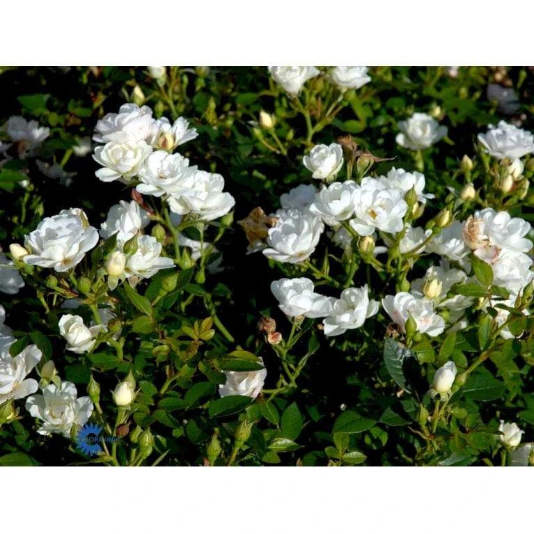 'White Cover'® Rosa X 'White Cover'® (Bunddækkerose) A-Kvalitet,- barrods roser min. 3 grene 'White Cover'® Rosa X 'White Cover'® (Bunddækkerose) A-Kvalitet,- Barrods Roser Min. 3 Grene -Plantetorvet fi5313 rosa white cover poulcov n f3bb