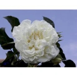 'White Meidiland' Rosa X 'White Meidiland' (Bunddækkerose) A-Kvalitet,- Barrods Roser Min. 3 Grene 5 'White Meidiland' Rosa X 'White Meidiland' (Bunddækkerose) A-Kvalitet,- Barrods Roser Min. 3 Grene -Plantetorvet fi5318 rosa white meidiland 1d50
