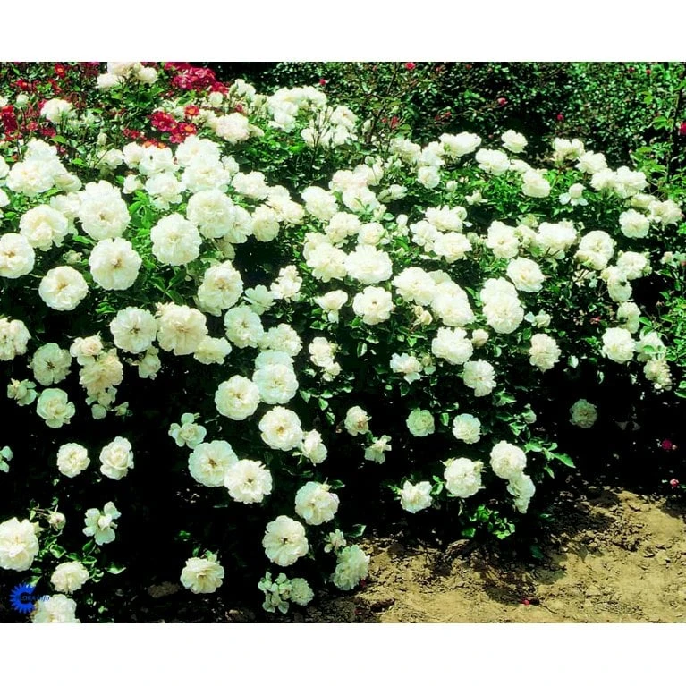 'White Meidiland' Rosa X 'White Meidiland' (Bunddækkerose) A-Kvalitet,- barrods roser min. 3 grene 'White Meidiland' Rosa X 'White Meidiland' (Bunddækkerose) A-Kvalitet,- Barrods Roser Min. 3 Grene -Plantetorvet fi5318 rosa white meidiland 2618