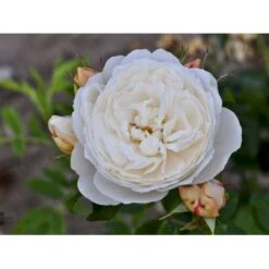 'William And Cathrine'™ Rosa X 'William And Cathrine'™ (Engelsk Rose) A-Kvalitet,- Barrods Roser Min. 3 Grene 10 'William And Cathrine'™ Rosa X 'William And Cathrine'™ (Engelsk Rose) A-Kvalitet,- Barrods Roser Min. 3 Grene -Plantetorvet fi5331 rosa william and catherine ausrappe c62c